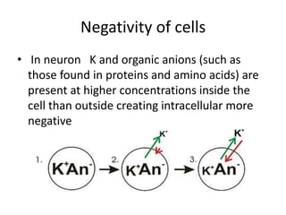 Negativity of cells
• In neuron K and organic anions (such as
those found in proteins and amino acids) are
present at higher concentrations inside the
cell than outside creating intracellular more
negative
 