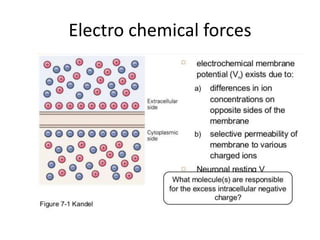 Electro chemical forces
 