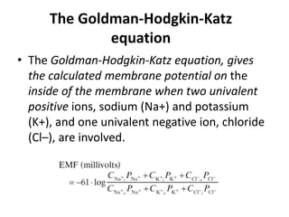 The Goldman-Hodgkin-Katz
equation
• The Goldman-Hodgkin-Katz equation, gives
the calculated membrane potential on the
inside of the membrane when two univalent
positive ions, sodium (Na+) and potassium
(K+), and one univalent negative ion, chloride
(Cl–), are involved.
 