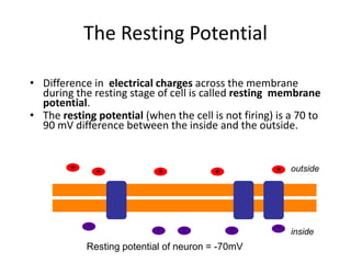 The Resting Potential
• Difference in electrical charges across the membrane
during the resting stage of cell is called resting membrane
potential.
• The resting potential (when the cell is not firing) is a 70 to
90 mV difference between the inside and the outside.
inside
outside
Resting potential of neuron = -70mV
+
-
+
-
+
-
+
-
+
-
 
