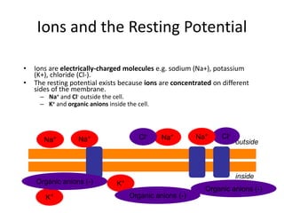 Ions and the Resting Potential
• Ions are electrically-charged molecules e.g. sodium (Na+), potassium
(K+), chloride (Cl-).
• The resting potential exists because ions are concentrated on different
sides of the membrane.
– Na+ and Cl- outside the cell.
– K+ and organic anions inside the cell.
inside
outside
Na+
Cl-
Na+
K+
Cl-
K+
Organic anions (-)
Na+
Na+
Organic anions (-)
Organic anions (-)
 