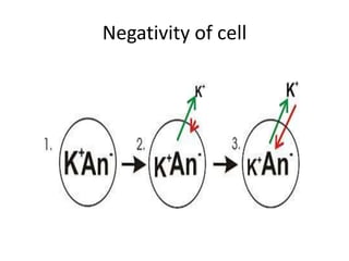 Negativity of cell
 