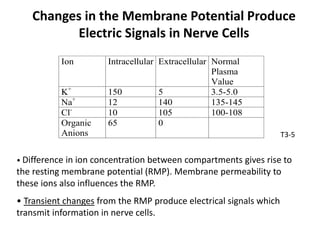 Ion Intracellular Extracellular Normal
Plasma
Value
K+
150 5 3.5-5.0
Na+
12 140 135-145
Cl-
10 105 100-108
Organic
Anions
65 0
T3-5
• Difference in ion concentration between compartments gives rise to
the resting membrane potential (RMP). Membrane permeability to
these ions also influences the RMP.
• Transient changes from the RMP produce electrical signals which
transmit information in nerve cells.
Changes in the Membrane Potential Produce
Electric Signals in Nerve Cells
 