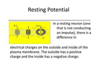 Resting Potential
In a resting neuron (one
that is not conducting
an impulse), there is a
difference in
electrical charges on the outside and inside of the
plasma membrane. The outside has a positive
charge and the inside has a negative charge.
 