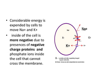 • Considerable energy is
expended by cells to
move Na+ and K+
• inside of the cell is
more negative due to
presences of negative
charge proteins and
phosphate ions inside
the cell that cannot
cross the membrane.
 