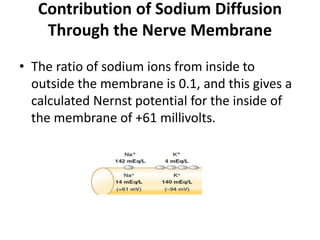 Contribution of Sodium Diffusion
Through the Nerve Membrane
• The ratio of sodium ions from inside to
outside the membrane is 0.1, and this gives a
calculated Nernst potential for the inside of
the membrane of +61 millivolts.
 