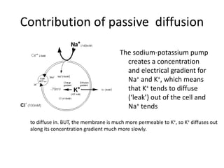 Contribution of passive diffusion
The sodium-potassium pump
creates a concentration
and electrical gradient for
Na+ and K+, which means
that K+ tends to diffuse
(‘leak’) out of the cell and
Na+ tends
to diffuse in. BUT, the membrane is much more permeable to K+, so K+ diffuses out
along its concentration gradient much more slowly.
 