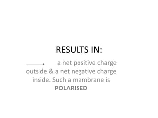 RESULTS IN:
a net positive charge
outside & a net negative charge
inside. Such a membrane is
POLARISED
 