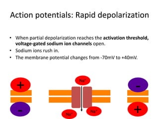 Action potentials: Rapid depolarization
• When partial depolarization reaches the activation threshold,
voltage-gated sodium ion channels open.
• Sodium ions rush in.
• The membrane potential changes from -70mV to +40mV.
Na+
Na+
Na+
-
+
+
-
 