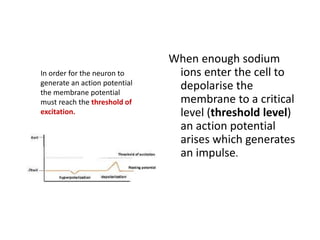 When enough sodium
ions enter the cell to
depolarise the
membrane to a critical
level (threshold level)
an action potential
arises which generates
an impulse.
In order for the neuron to
generate an action potential
the membrane potential
must reach the threshold of
excitation.
 