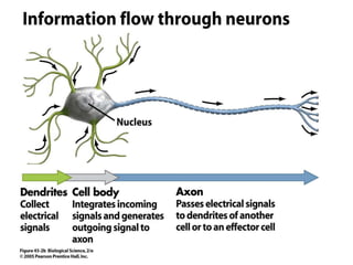 Neuron structure
 