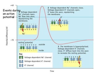 Events during
an action
potential
 