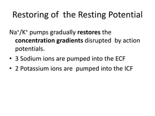 Restoring of the Resting Potential
Na+/K+ pumps gradually restores the
concentration gradients disrupted by action
potentials.
• 3 Sodium ions are pumped into the ECF
• 2 Potassium ions are pumped into the ICF
 