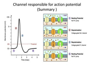 Channel responsible for action potential
(Summary )
 