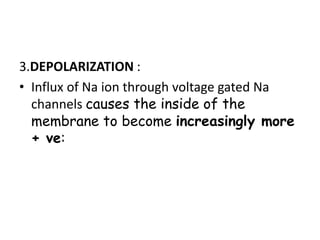 3.DEPOLARIZATION :
• Influx of Na ion through voltage gated Na
channels causes the inside of the
membrane to become increasingly more
+ ve:
 