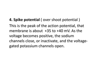 4. Spike potential ( over shoot potential )
This is the peak of the action potential, that
membrane is about +35 to +40 mV. As the
voltage becomes positive, the sodium
channels close, or inactivate, and the voltage-
gated potassium channels open.
 