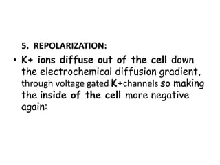 5. REPOLARIZATION:
• K+ ions diffuse out of the cell down
the electrochemical diffusion gradient,
through voltage gated K+channels so making
the inside of the cell more negative
again:
 