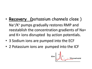 • Recovery (potassium channels close )
Na+/K+ pumps gradually restores RMP and
reestablish the concentration gradients of Na+
and K+ ions disrupted by action potentials.
• 3 Sodium ions are pumped into the ECF
• 2 Potassium ions are pumped into the ICF
 