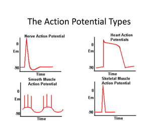 The Action Potential Types
 