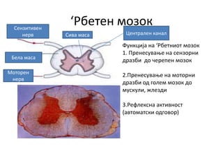‘Рбетен мозок
Функција на ‘Рбетниот мозок
1. Пренесување на сензорни
дразби до черепен мозок
2.Пренесување на моторни
дразби од голем мозок до
мускули, жлезди
3.Рефлексна активност
(автоматски одговор)
Бела маса
Сива маса
Сензитивен
нерв
Моторен
нерв
Централен канал
 