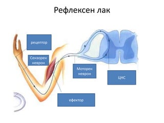 Рефлексен лак
рецептор
Сензорен
неврон
ЦНС
Моторен
неврон
ефектор
 