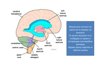 Мозочната течност се
наоѓа во 4 комори на
мозокот
Го штити мозокот и го
снабдува со храна и
отстранува непотребни
материи
Кружи околу черепен и
‘рбетен мозок
 