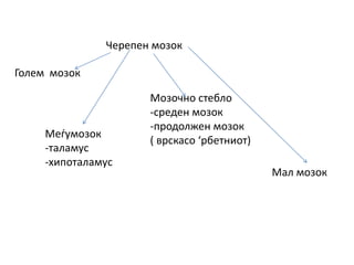 Черепен мозок
Голем мозок
Меѓумозок
-таламус
-хипоталамус
Мозочно стебло
-среден мозок
-продолжен мозок
( врскасо ‘рбетниот)
Мал мозок
 