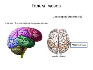 Голем мозок
2 хемисфери (лева/десна)
4 резни – ( челна, темена,тилна,слепоочна)
Мозочно тело
 