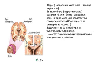 Кора (Надвоешно сива маса – тела на
нервни кл)
Внатре – Бела ( нервни влакна)
Базални ганглии ( тела на нерв.кл.) -
зони на сива маса кои навлагаат во
секоја хемисфера (Сместени се во
центарот на мозокот)
Задолжени се за интегрирани
чувства,мисли,движења,
Помагаат да се менува и урамнотежува
моторичкото движење
 