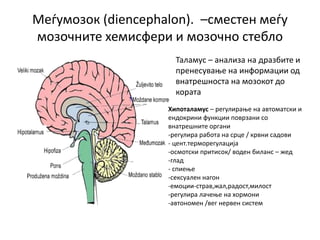 Меѓумозок (diencephalon). –сместен меѓу
мозочните хемисфери и мозочно стебло
Таламус – анализа на дразбите и
пренесување на информации од
внатрешноста на мозокот до
кората
Хипоталамус – регулирање на автоматски и
ендокрини функции поврзани со
внатрешните органи
-регулира работа на срце / крвни садови
- цент.терморегулација
-осмотски притисок/ воден биланс – жед
-глад
- спиење
-сексуален нагон
-емоции-страв,жал,радост,милост
-регулира лачење на хормони
-автономен /вег нервен систем
 