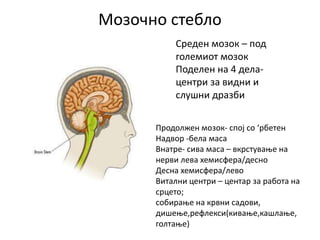 Мозочно стебло
Среден мозок – под
големиот мозок
Поделен на 4 дела-
центри за видни и
слушни дразби
Продолжен мозок- спој со ‘рбетен
Надвор -бела маса
Внатре- сива маса – вкрстување на
нерви лева хемисфера/десно
Десна хемисфера/лево
Витални центри – центар за работа на
срцето;
собирање на крвни садови,
дишење,рефлекси(кивање,кашлање,
голтање)
 