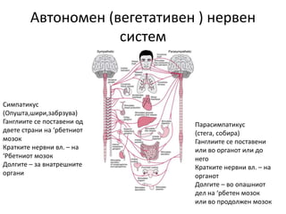 Автономен (вегетативен ) нервен
систем
Симпатикус
(Опушта,шири,забрзува)
Ганглиите се поставени од
двете страни на ‘рбетниот
мозок
Кратките нервни вл. – на
‘Рбетниот мозок
Долгите – за внатрешните
органи
Парасимпатикус
(стега, собира)
Ганглиите се поставени
или во органот или до
него
Кратките нервни вл. – на
органот
Долгите – во опашниот
дел на ‘рбетен мозок
или во продолжен мозок
 