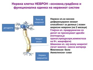 Нервна клетка НЕВРОН –основна,градбена и
функционална единка на нервниот систем
Нервни кл.се високо
диференцирани немаат
способност за делење ( освен
мирисни неврони (на 2 месеци)
Глијски кл. придружнички се
делат не пренесуваат дразби
(потпорна,ја
хранат,прекурсори,хомеостаза
на К+, макрофаги)
Шванови кл. кој околу невритот
лачат миелин –масна материја
Миелински- бели
Амиелински- сиви
дендрити
Тело на
невронот
Неврит
аксон
Нервен
завршеток
 