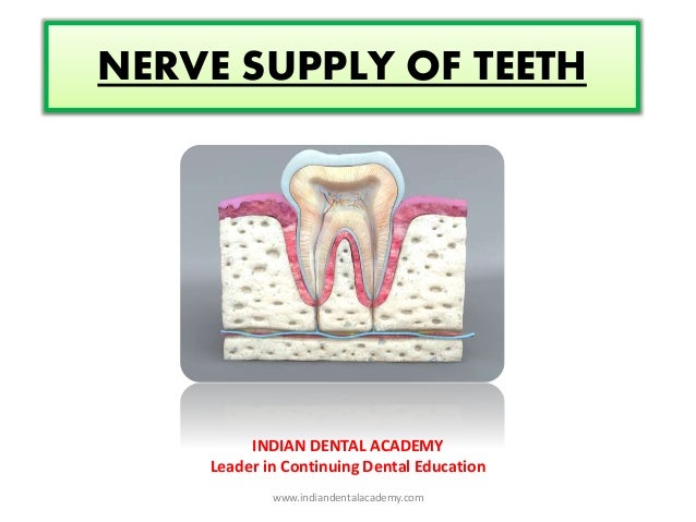 tooth nerve