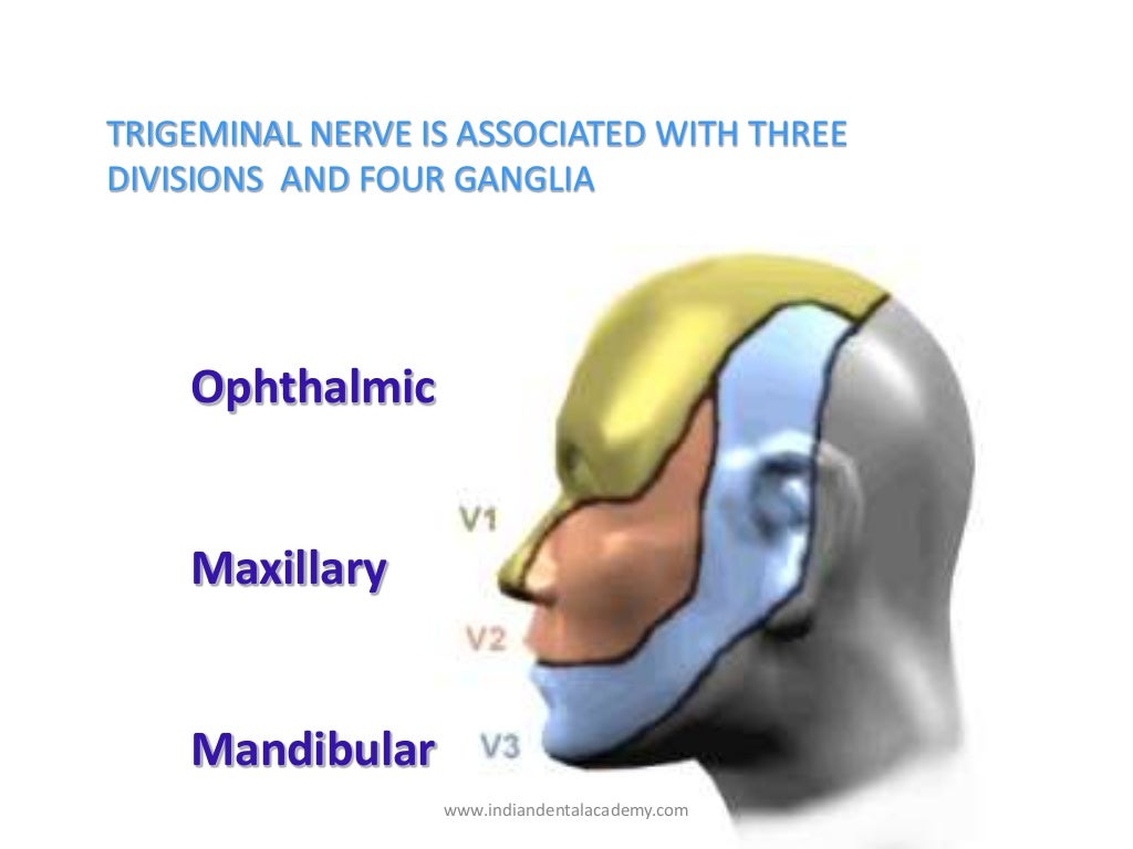 Nerve supply of teeth /endodontic courses