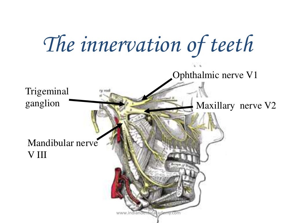 Nerve supply of teeth /endodontic courses