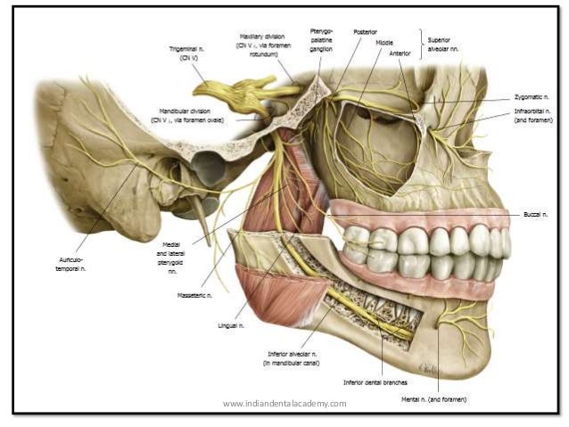 Nerve supply of teeth /endodontic courses