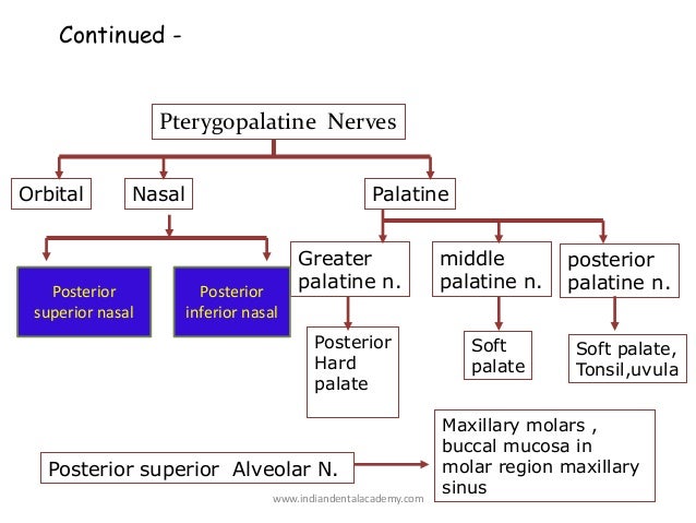 Nerve supply of teeth /endodontic courses