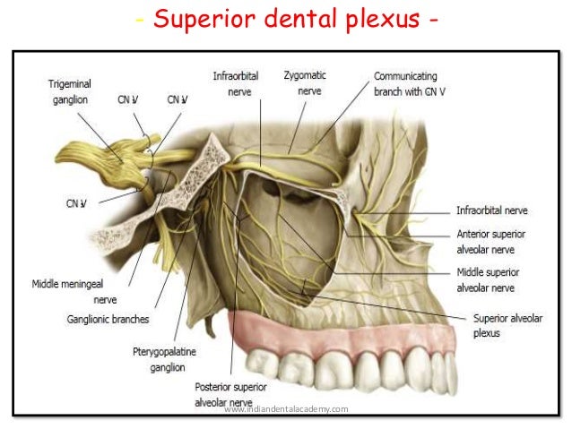 Nerve supply of teeth /endodontic courses