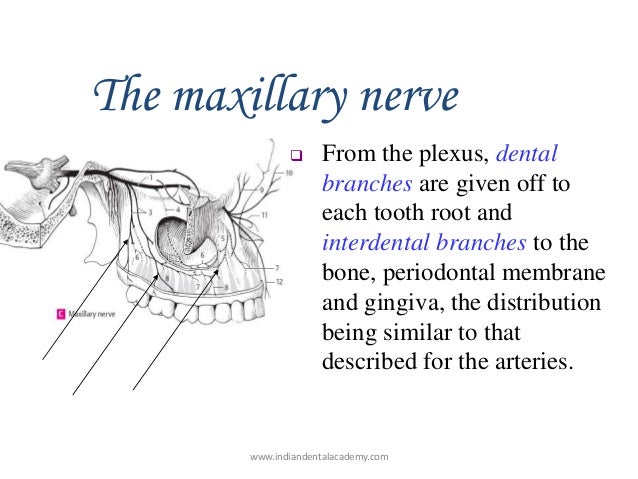 Nerve supply of teeth /endodontic courses