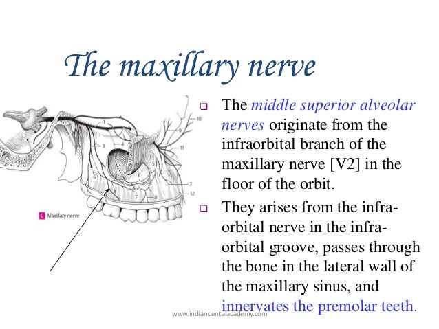Nerve supply of teeth /endodontic courses