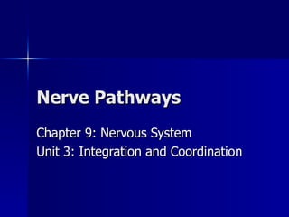 Nerve Pathways Chapter 9: Nervous System Unit 3: Integration and Coordination 