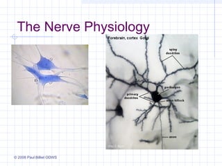 The Nerve Physiology




© 2008 Paul Billiet ODWS
 