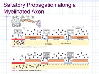 Nerve physiology | PPT