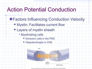 Nerve physiology | PPT