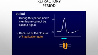 REFRACTORY
PERIOD
• Absolute refractory
period
– During this period nerve
membrane cannot be
excited again
– Because of the closure
of inactivation gate
-70
+30
outside
inside
 