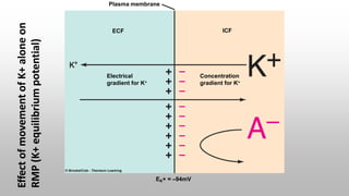 Plasma membrane
ECF ICF
Concentration
gradient for K+
Electrical
gradient for K+
EK+ = –94mV
Effect
of
movement
of
K+
alone
on
RMP
(K+
equilibrium
potential)
 