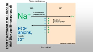 Plasma membrane
ECF ICF
Concentration
gradient for Na+
Electrical
gradient for Na+
ENa+ = +61 mV
Effect
of
movement
of
Na+
alone
on
RMP
(Na+
equilibrium
potential)
 