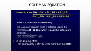 GOLDMAN EQUATION
• In the resting state
– K+ permeability is 50-100 times more than that ofNa+
E (mv)= -61 X log CNa+
in PNa+ + CK+
in PK+ + CCl-
out PCl-
CNa+
out PNa+ + CK+
out PK+ + CCl- in PCl-
Where ‘C’=Concentration & P= Permeability
the Goldman equation gives a potential inside the
membrane of -86 mv, which is near the potassium
potential.
Nernst potential for Potassium -94mv.
Nernst potential for Sodium +61mv
 