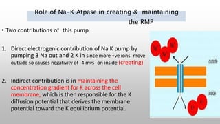 Role of Na-K Atpase in creating & maintaining
the RMP
• Two contributions of this pump
1. Direct electrogenic contribution of Na K pump by
pumping 3 Na out and 2 K in since more +ve ions move
outside so causes negativity of -4 mvs on inside (creating)
2. Indirect contribution is in maintaining the
concentration gradient for K across the cell
membrane, which is then responsible for the K
diffusion potential that derives the membrane
potential toward the K equilibrium potential.
 
